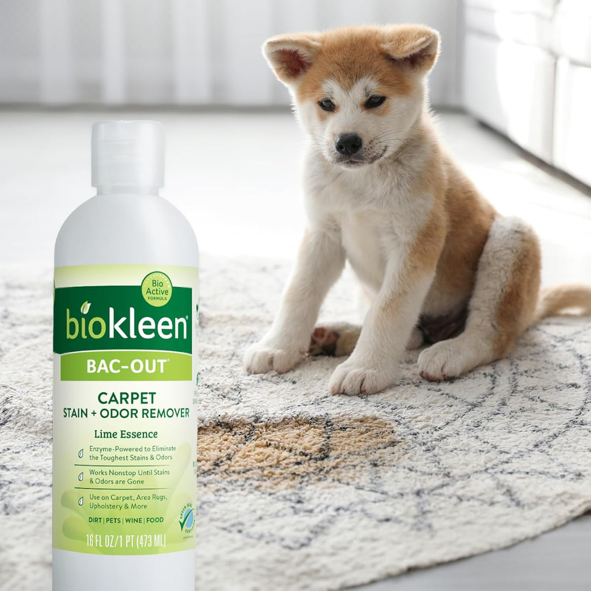 Biokleen Bac-Out Enzymatic Stain & Odor Remover for Carpet - Removes Stains and odors caused by