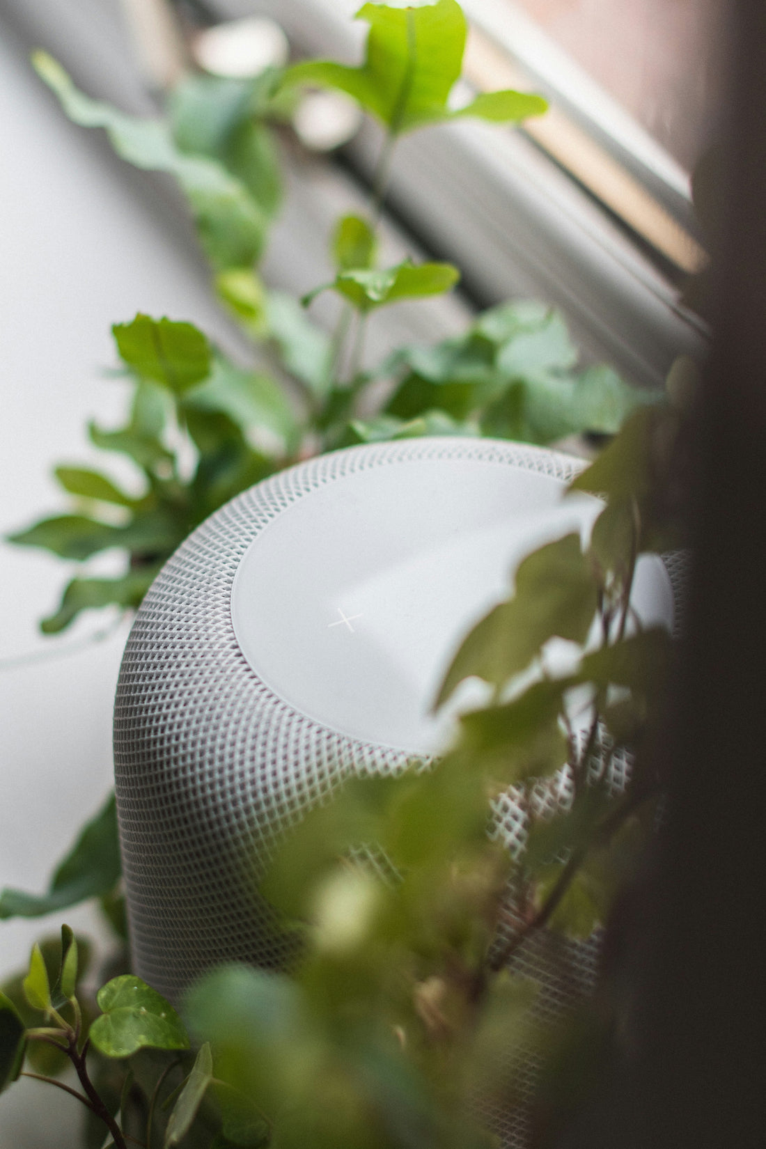 Easy Ways to Reduce Dust and Pet Hair Indoors
