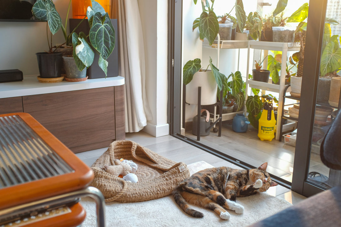 How to Clean After Pets (Hair & Odors)