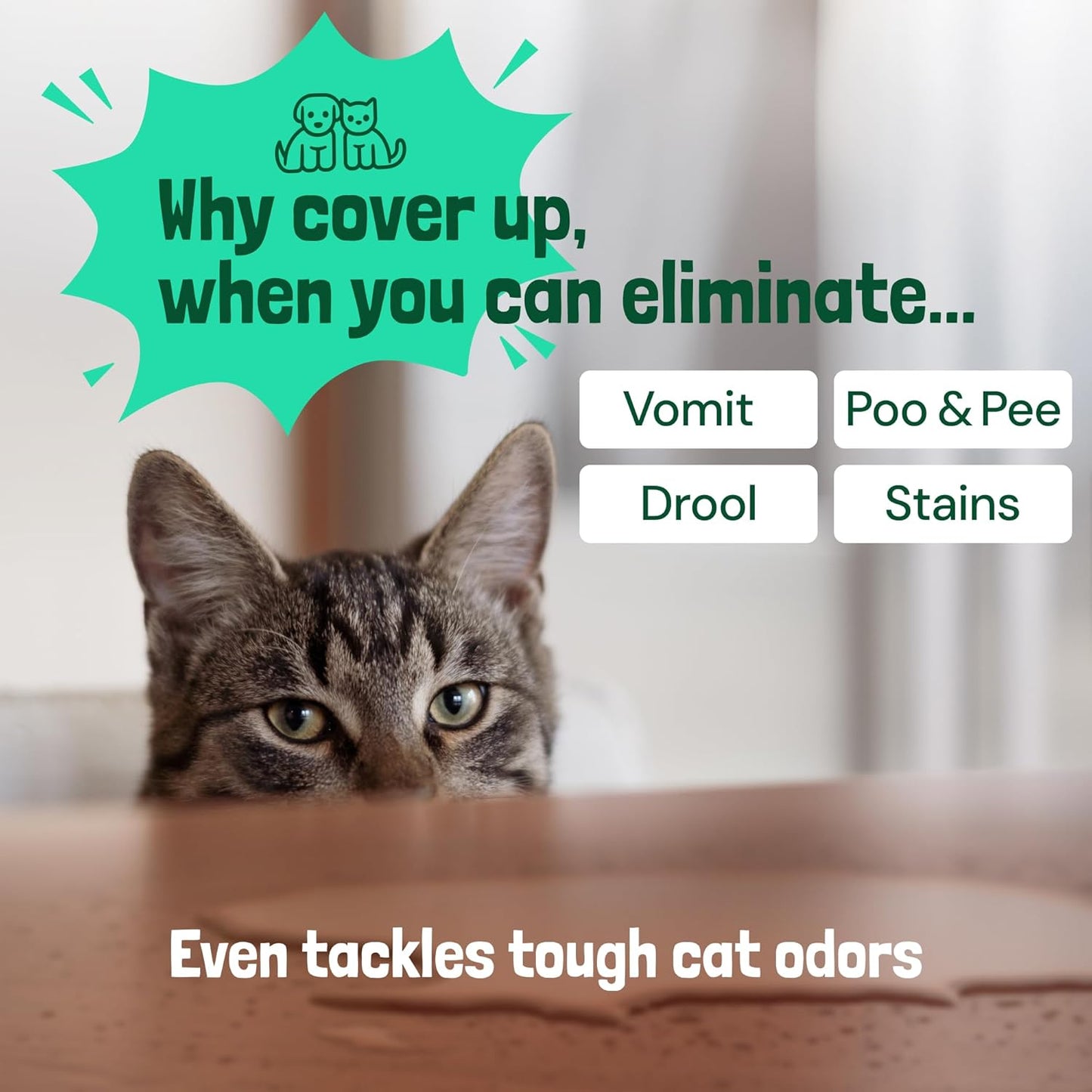 Sunny & Honey Pet Stain & Odor Miracle - 32 Fl Oz, Spring Mint Scent - Carpet Cleaner & Enzyme