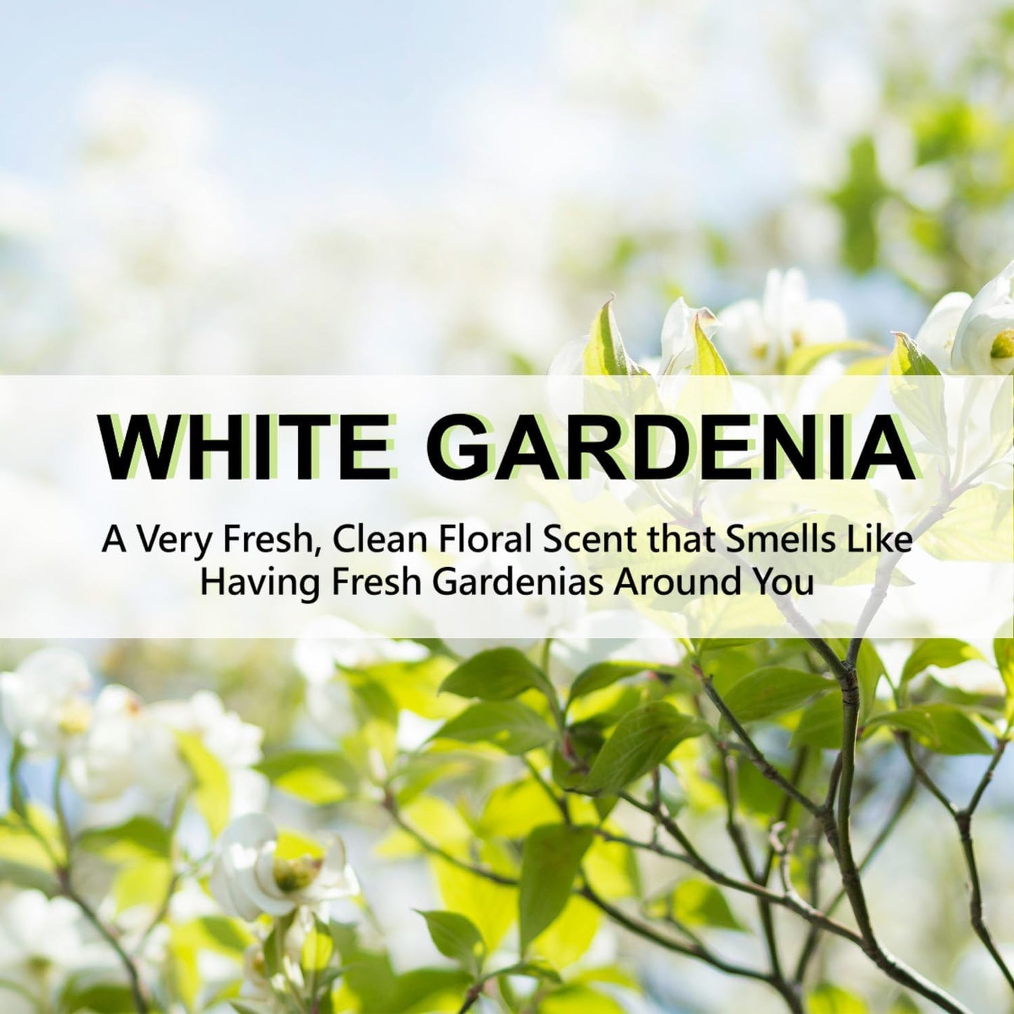 ROSE COTTAGE Large 12 Packs White Gardenia Hanging Closet Deodorizer Air Freshener Long Lasting