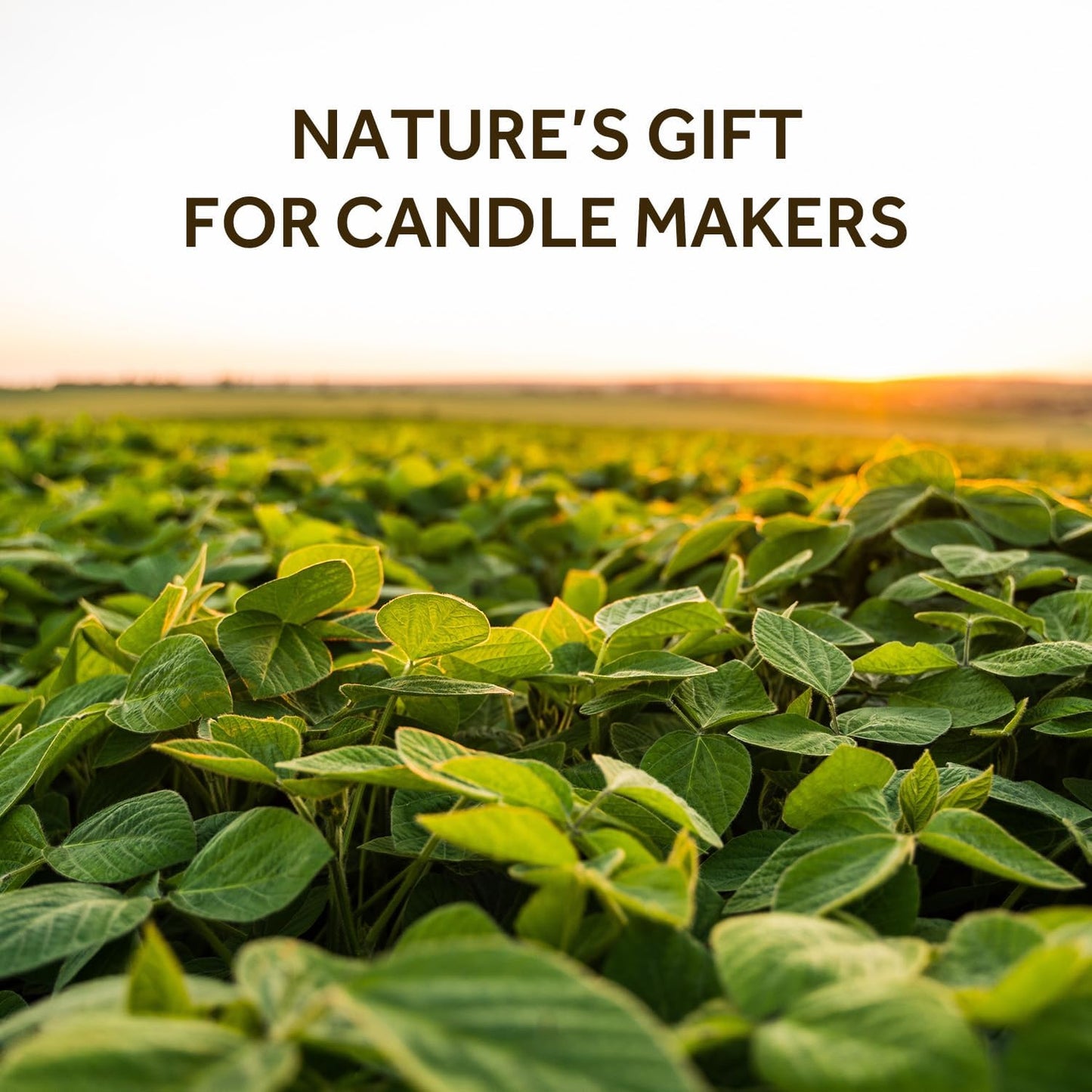 NORVENCE Soy Wax for Candle Making, Natural Soy Wax Flakes 1lb, Premium Candle Wax for DIY Candle