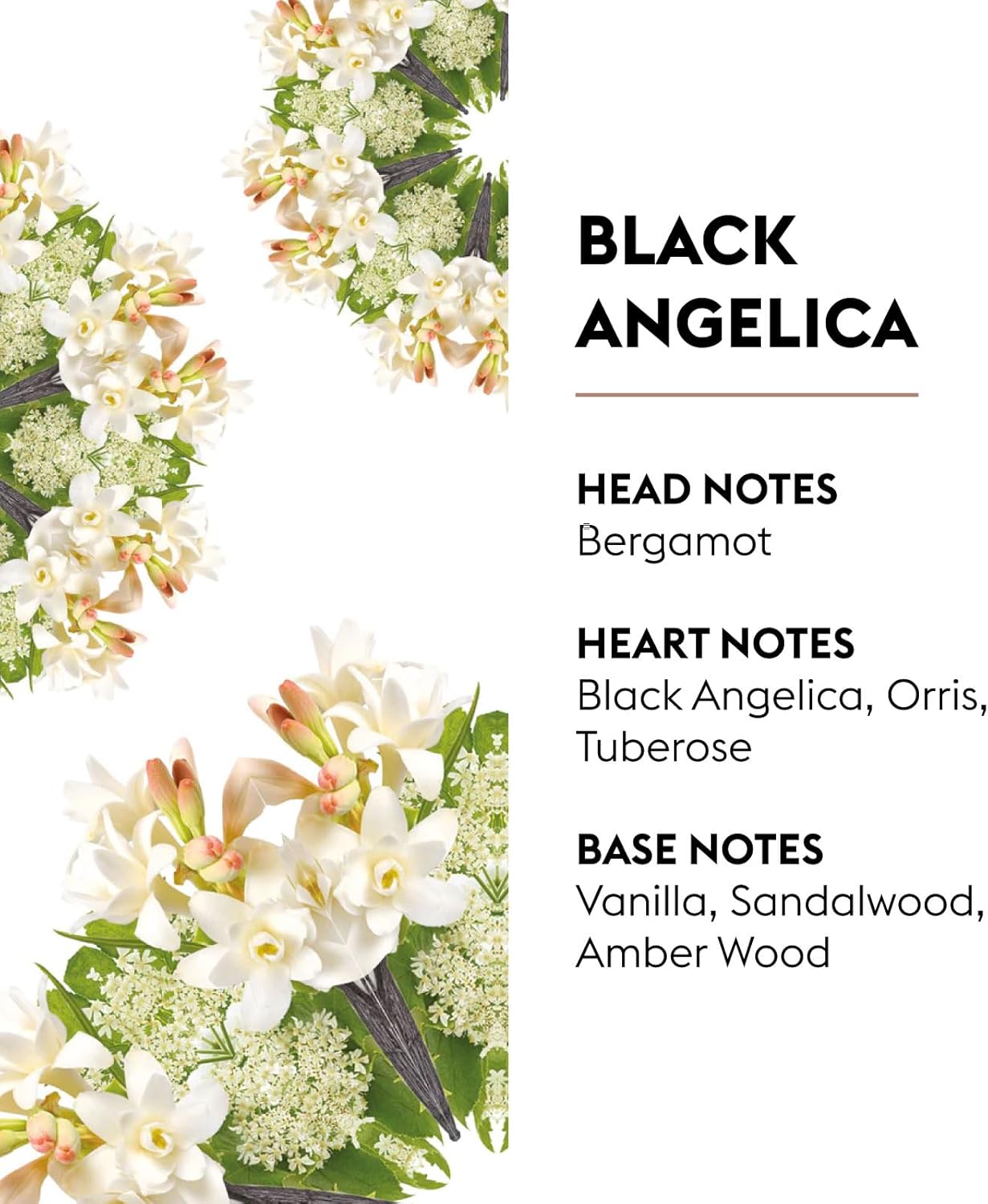 MAISON BERGER - Black Angelica - Lampe Berger Fragrance Refill for Home Fragrance Oil Diffuser
