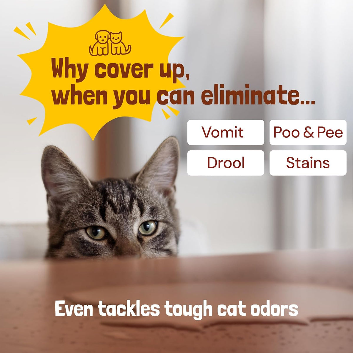 Sunny & Honey Pet Stain Remover & Enzyme Cleaner - 32 Fl Oz, Fall Spice - Carpet Deodorizer & Urine