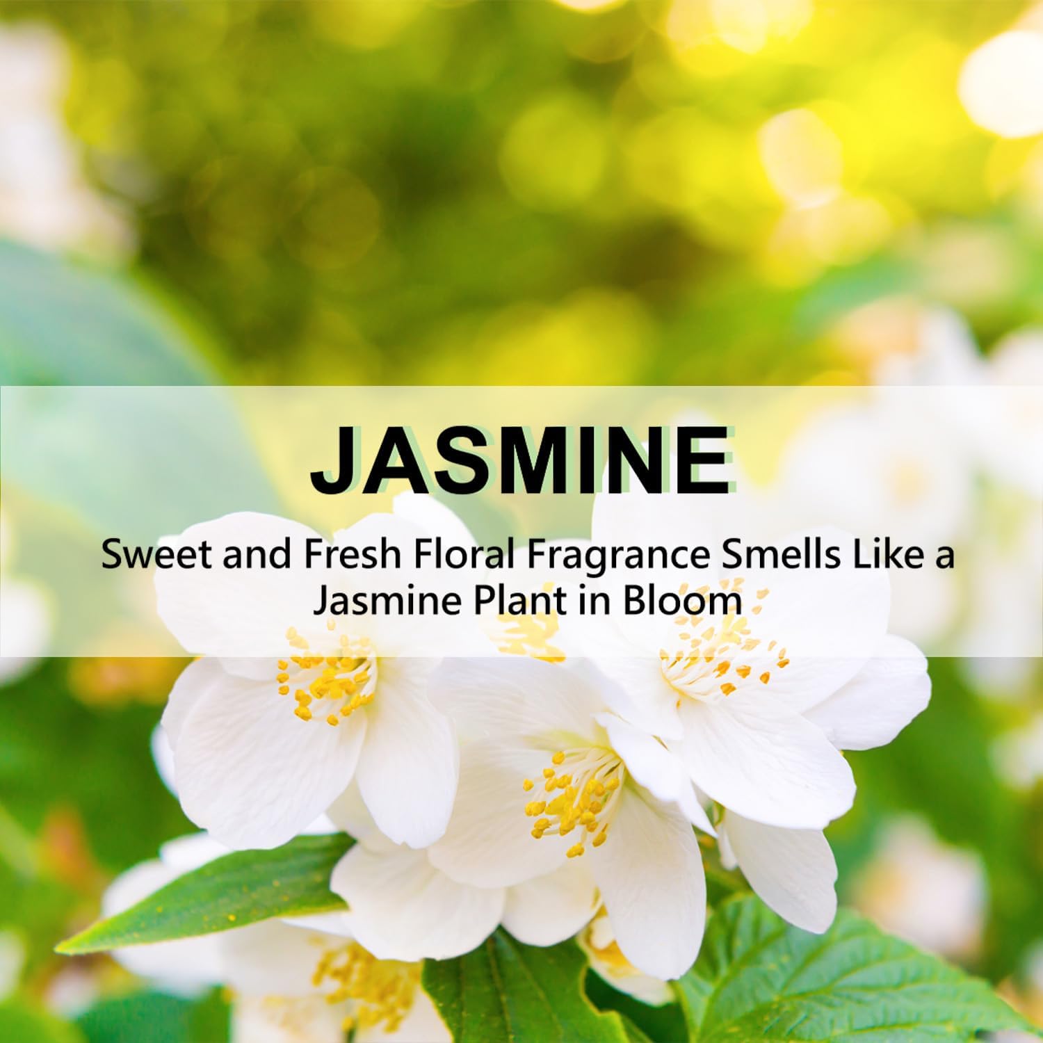 ROSE COTTAGE Large 12 Packs Jasmine Hanging Closet Deodorizer Air Freshener Long Lasting Scented