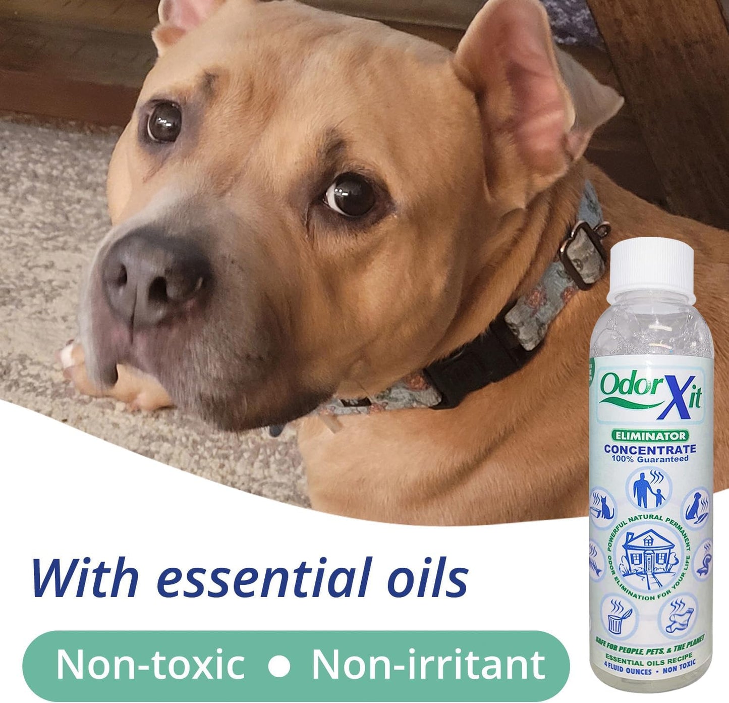 Concentrated Pet Urine Odor Eliminator, Ideal for Cat, Dog Poo and Urine Smell, Versatile & Natural