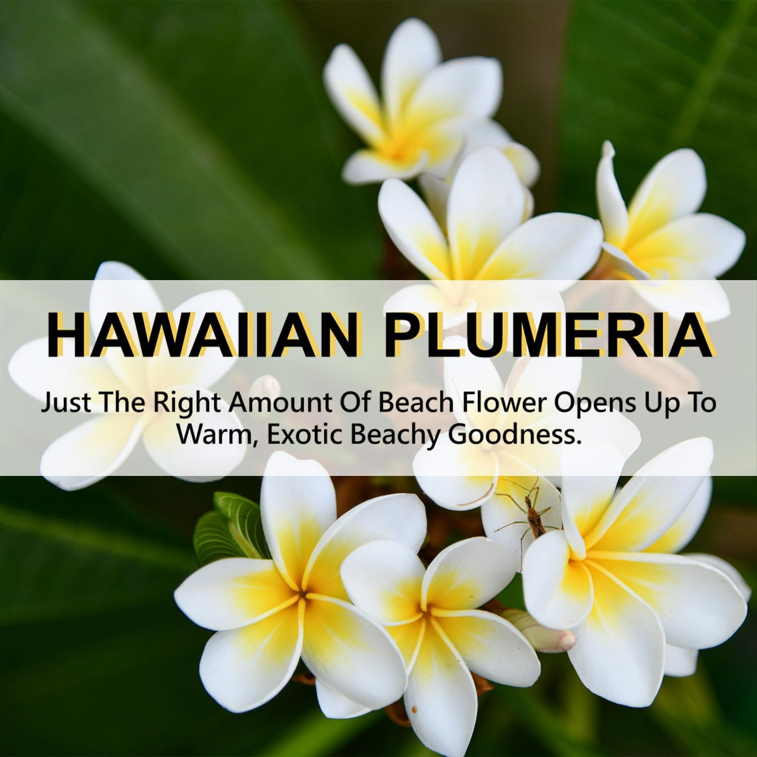 ROSE COTTAGE Large 12 Packs Hawaiian Plumeria Hanging Closet Air Freshener Scented Sachets Long